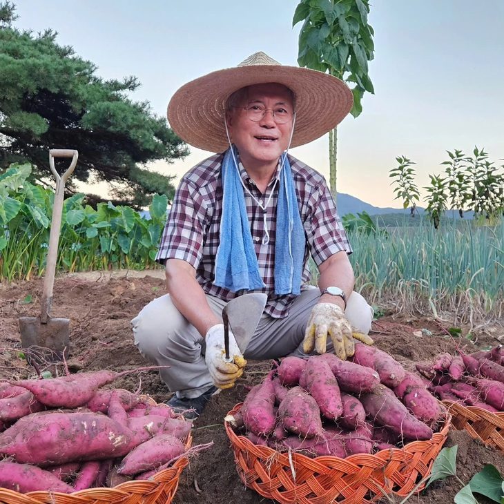 Cựu tổng thống Hàn Quốc Moon Jae In thích thú làm nông tại quê nhà - Ảnh 1.
